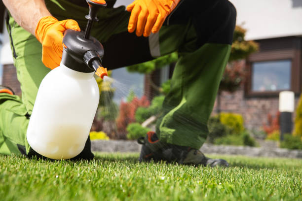 Best Wasp Removal Services  in Fabens, TX