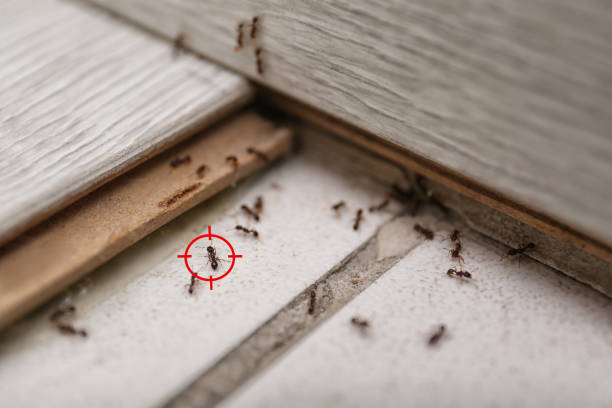 Best Cockroach Control Services  in Fabens, TX