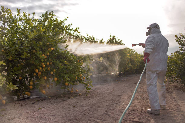 Trusted Fabens, TX Pest Control Experts