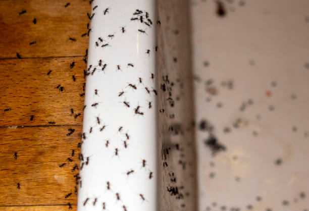Best Local Pest Control Services  in Fabens, TX